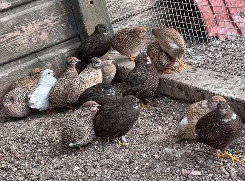 Chinese dwergkwartels: hennen en hanen, Dieren en Toebehoren, Pluimvee