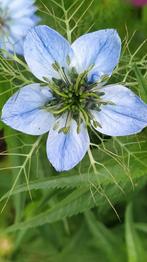 Juffertje-in-'tgroen plantje Nigella Damascena in p9 potje, Volle zon, Eenjarig, Zomer, Ophalen