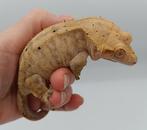 Wimpergekko vrouw, Dieren en Toebehoren, Hagedis, Tam, 7 tot 10 jaar