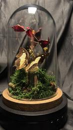 Mos, rat vlinder, onder stolp, Verzamelen, Ophalen of Verzenden, Nieuw, Overige soorten, Schedel