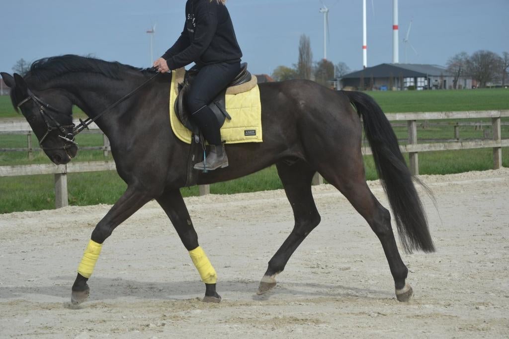 Lieve kwpn ruin, Dieren en Toebehoren, Ruin
