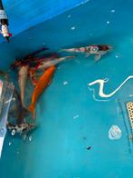 9 koi 30 tot 40 cm, Dieren en Toebehoren, Karper of Koi