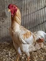 Afrikaanse maleier koppel, Dieren en Toebehoren