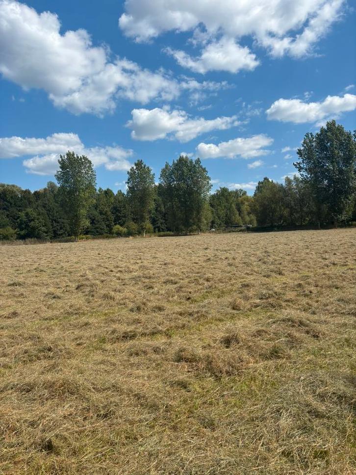 Gras op stam of weide te huur gezocht, Dieren en Toebehoren, Stalling en Weidegang