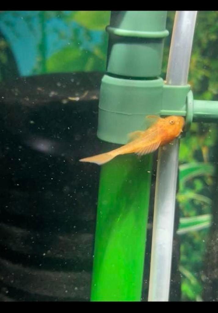 Ancistrus rouge, Animaux & Accessoires