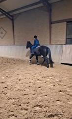 Super brave ruin ideaal voor (angstige) ruiters en kinderen