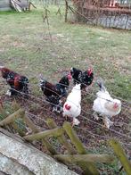 Bramha  hanen, Dieren en Toebehoren, Mannelijk, Kip