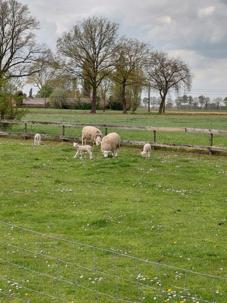 begrazing met schapen rijkevorsel, Plusieurs animaux, Mouton