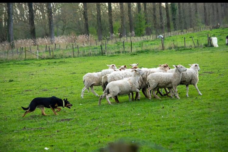 Rammen, Dieren en Toebehoren, Schapen, Geiten en Varkens
