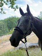 Fokmerrie te koop, Merrie