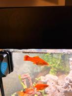 3 gratis mollys, Animaux & Accessoires