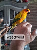 Handtamme zonparkiet, Dieren en Toebehoren, Geslacht onbekend, Parkiet, Geringd