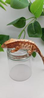 1.0 Witte Red Tricolor wimpergekko man, Lézard, Domestique, 0 à 2 ans