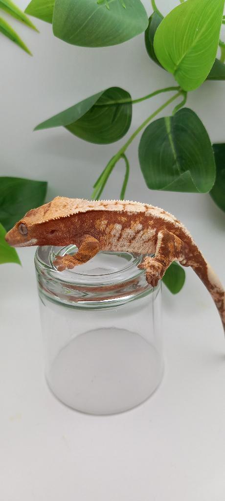 1.0 Witte Red Tricolor wimpergekko man, Dieren en Toebehoren, Reptielen en Amfibieën, Hagedis, 0 tot 2 jaar, Tam
