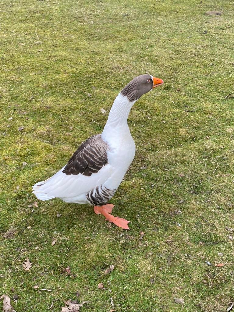BROEDEIEREN Vlaamse Ganzen, Dieren en Toebehoren, Pluimvee, Gans of Zwaan, Geslacht onbekend