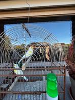 kanaries geel mozaiek, Dieren en Toebehoren, Vogels | Kanaries, Mannelijk, Kleurkanarie