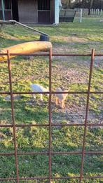 Gezocht!!!!!, Auto-onderdelen, Ophalen