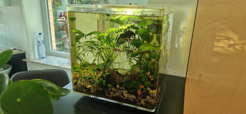 biOrb Cube aquarium 30L – design aquarium met 12 vissen, Dieren en Toebehoren, Ophalen, Gebruikt, Overige merken, Inclusief vissen