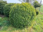 Buxus, Tuin en Terras, Ophalen, Buxus