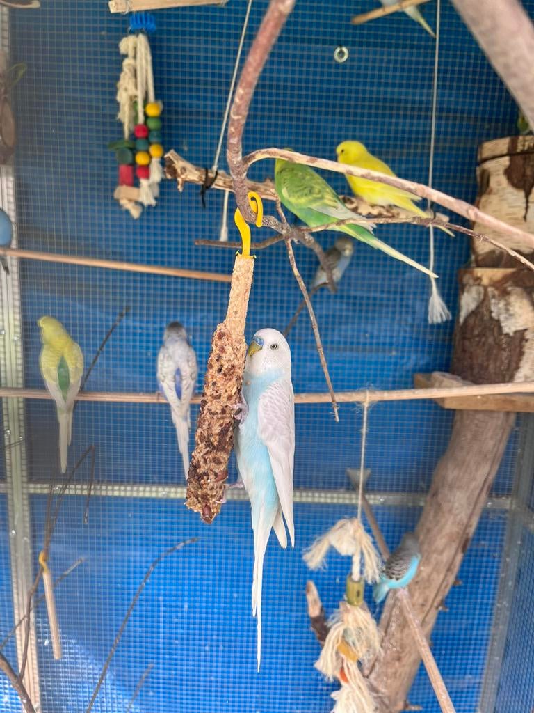 Koppel grasparkieten, Dieren en Toebehoren