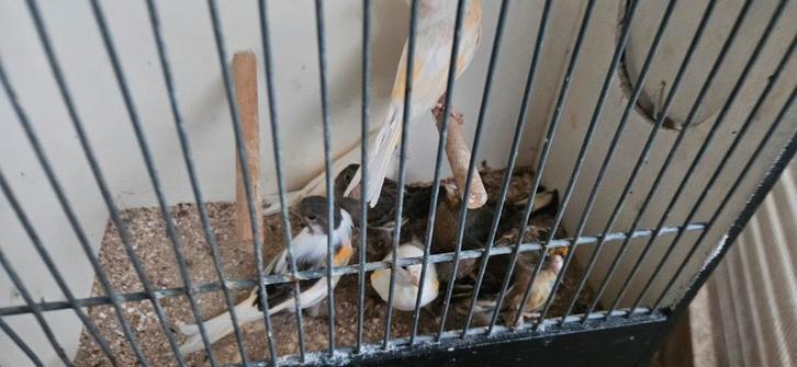 Kanaries te koop
poppen
mannen, Dieren en Toebehoren, Vogels | Overige Vogels, Geringd