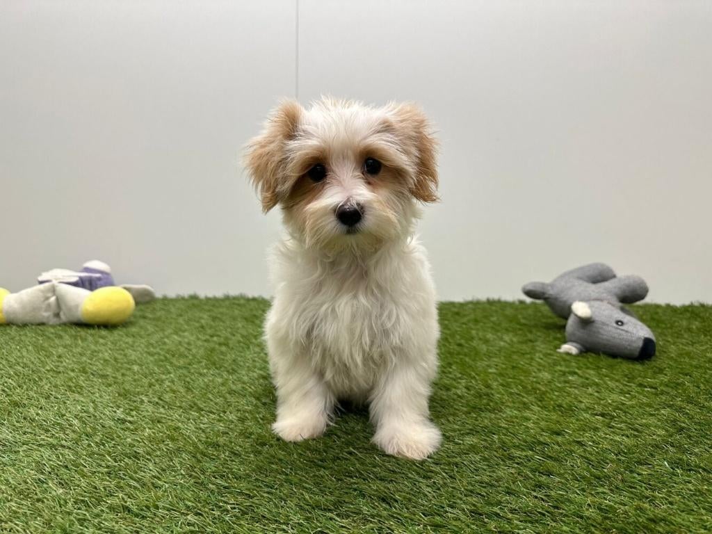 Maltipoo pups, België, 8 tot 15 weken, Parvo, Meerdere