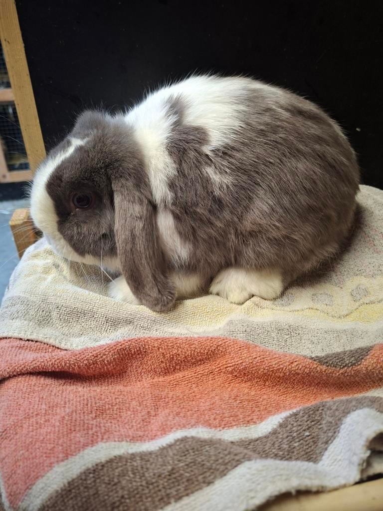 Minilop ram fehbont, Dieren en Toebehoren, Mannelijk, Dwerg, Hangoor, 0 tot 2 jaar