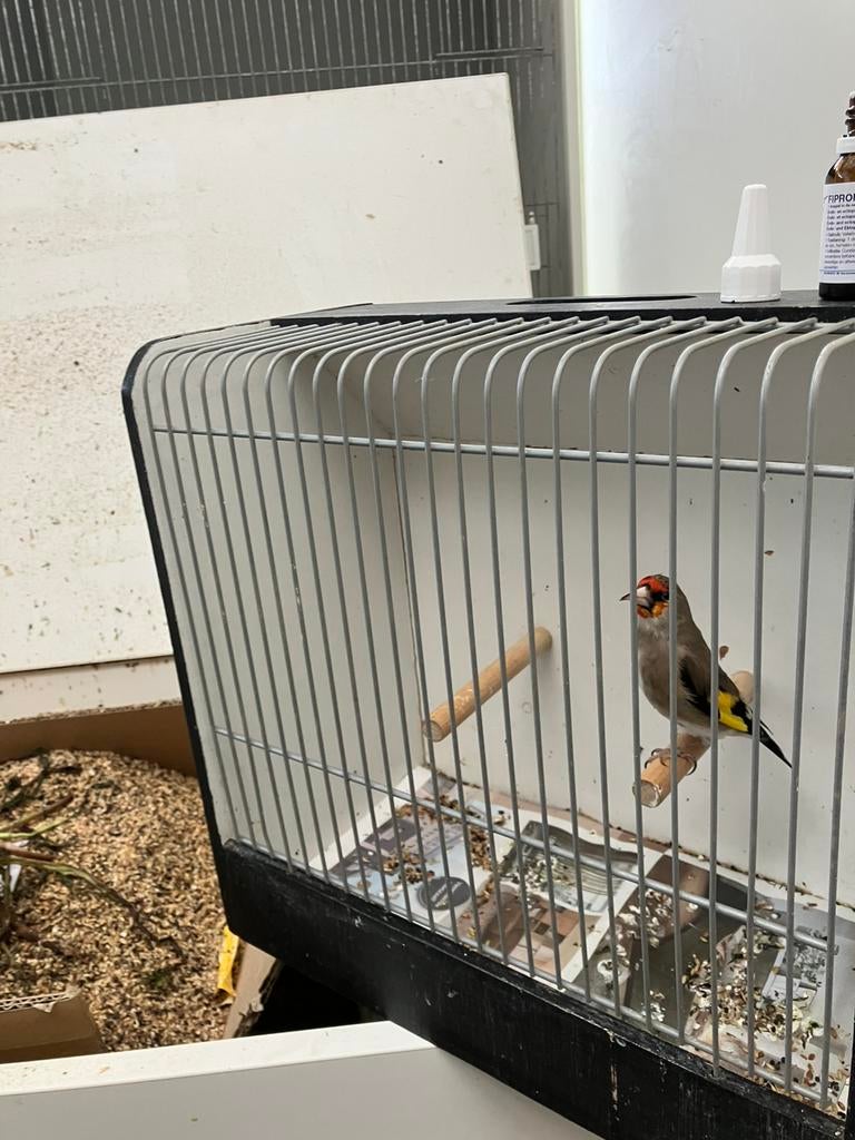 Grijskopputterman 2025, Dieren en Toebehoren, Vogels | Overige Vogels, Mannelijk, Wildzangvogel, Geringd