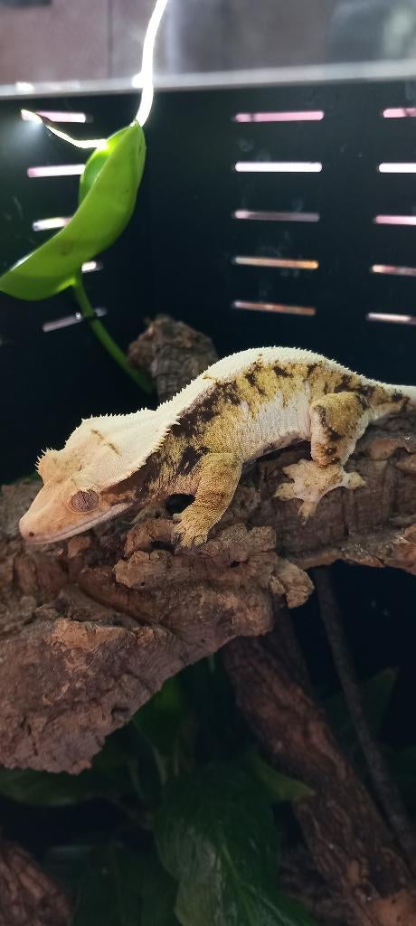 0.1 Bewezen RTB Whitewall Tricolor wimpergekko vrouw, Animaux & Accessoires, Reptiles & Amphibiens, Lézard, Domestique, 0 à 2 ans