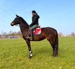 Cheval en cuir cool, Animaux & Accessoires, Poneys, Jument, M