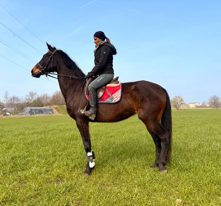 Tof leerpaard, Dieren en Toebehoren, Pony's, Merrie, M