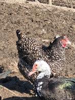 Mechelse Hoender, Dieren en Toebehoren