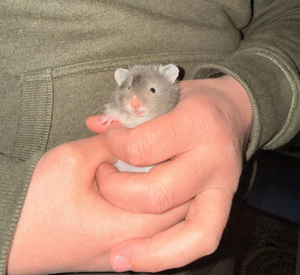 Hamster doré Hamster syrien à poil long, Animaux & Accessoires, Hamster, Février, Domestique, Femelle