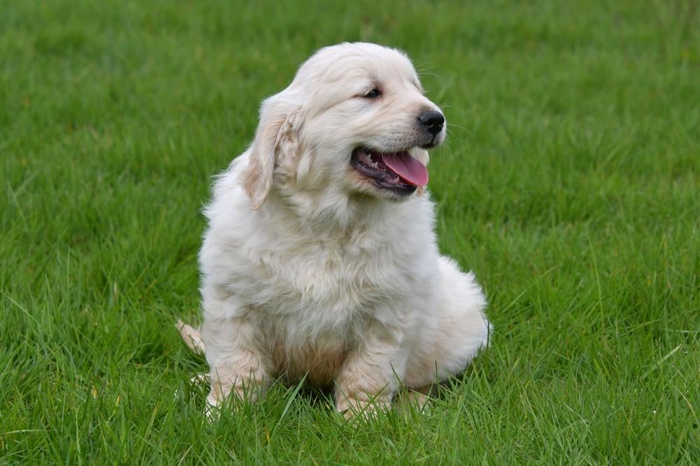 Chiot Golden Retriever à vendre (mâle), Animaux & Accessoires, Golden retriever, Chien (mâle), Belgique, Un chien