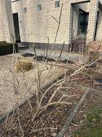 vijgenboom, Tuin en Terras, Planten | Fruitbomen, Ophalen, Vijgenboom