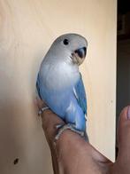 Handtamme dwergpapegaai, Dieren en Toebehoren