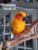 Handtamme zonparkieten, Dieren en Toebehoren, Mannelijk, Parkiet, Geringd