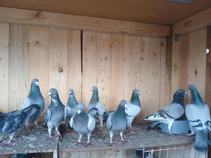 Reisduiven, Dieren en Toebehoren, Vogels | Duiven