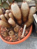 Cactus: Mammillaria bombycina, Maison & Meubles, Plantes d'intérieur, En pot, Plein soleil, Plante à fleurs, Moins de 100 cm