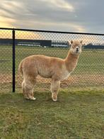 Prachtige alpaca hengst te koop stamboom!, April, Mannelijk