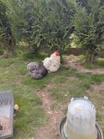 Couple cochin naine 2025, Animaux & Accessoires, Plusieurs animaux, Poule ou poulet