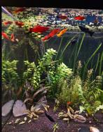 Poissons et plantes d'aquarium, Animaux & Accessoires, Poisson, Poisson d'eau douce