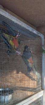 Kweekkoppel Patagonisch Rotsparkiet voor ruillen, Meerdere dieren, Parkiet, Geringd