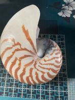 Coquillages, Enlèvement ou Envoi, Coquillage(s)