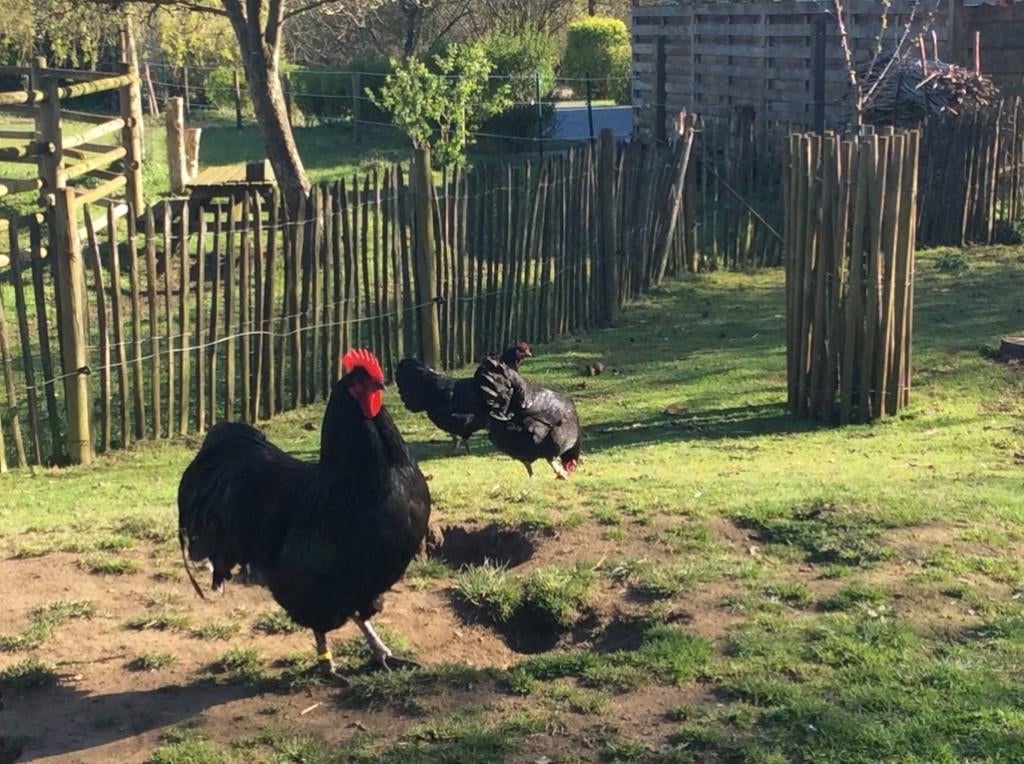 Broedeieren Australorp, Poule ou poulet