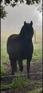 Mérens ruin te koop, Dieren en Toebehoren, Paarden, Ruin, Niet van toepassing, Dressuurpaard, 170 tot 175 cm