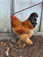 Mooie Brahma haan (groot), Dieren en Toebehoren, Pluimvee