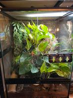 Terrarium met wimpergekko, Enlèvement, Comme neuf, Terrarium ou Paludarium