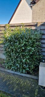 Laurierkers, Tuin en Terras, Ophalen, Laurier, Struik, 100 tot 250 cm