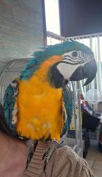 Ara ararauna mâle eam, Mâle